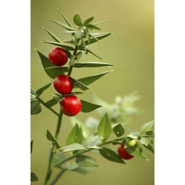 Tisane de Fragon Petit Houx Ruscus aculeatus Racine coupée en Vrac 100g