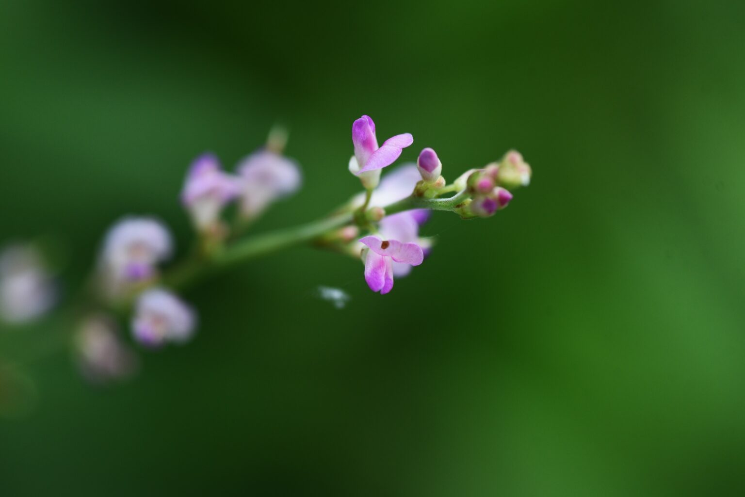 Desmodium Bienfaits Et Utilisations Pour Un Foie En Pleine Sant