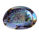 -Abalone naturelle Arc-en-ciel - Modèle M - Coquille d'Ormeau - Herboristerie du Valmont