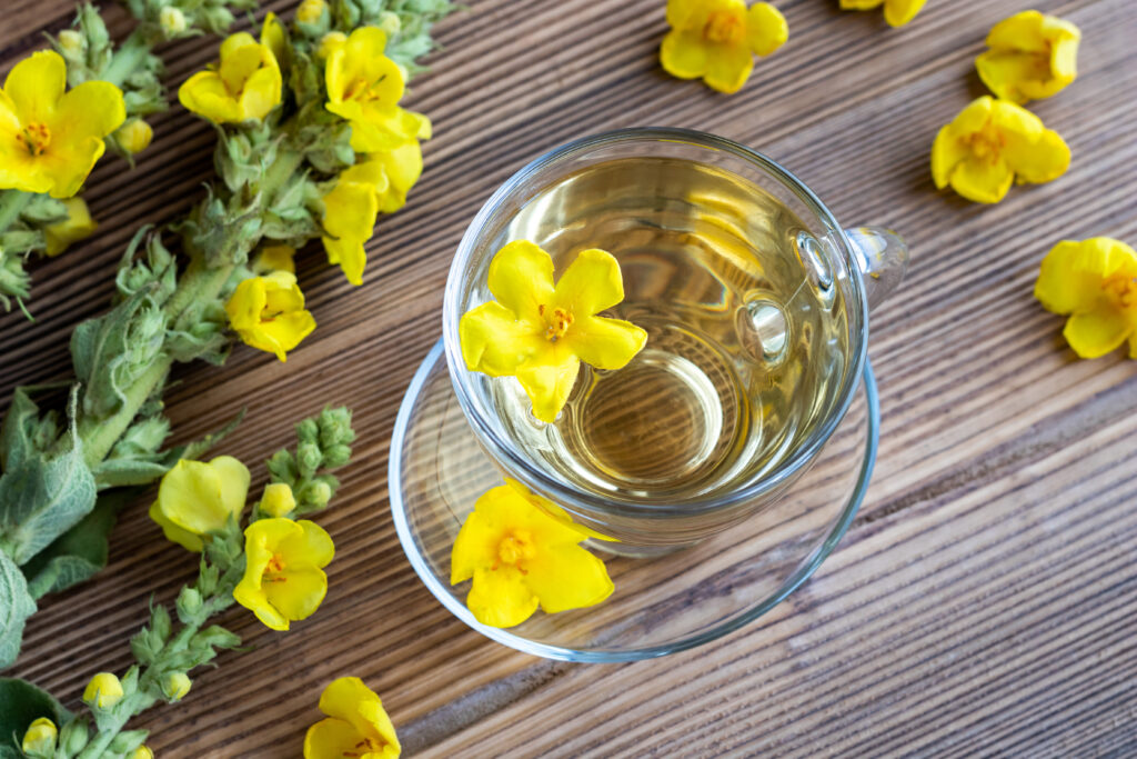 tisane bouillon blanc molène