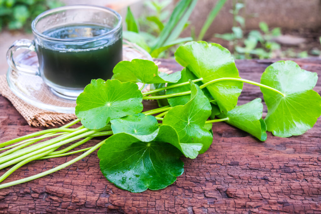 tisane centella asiatica