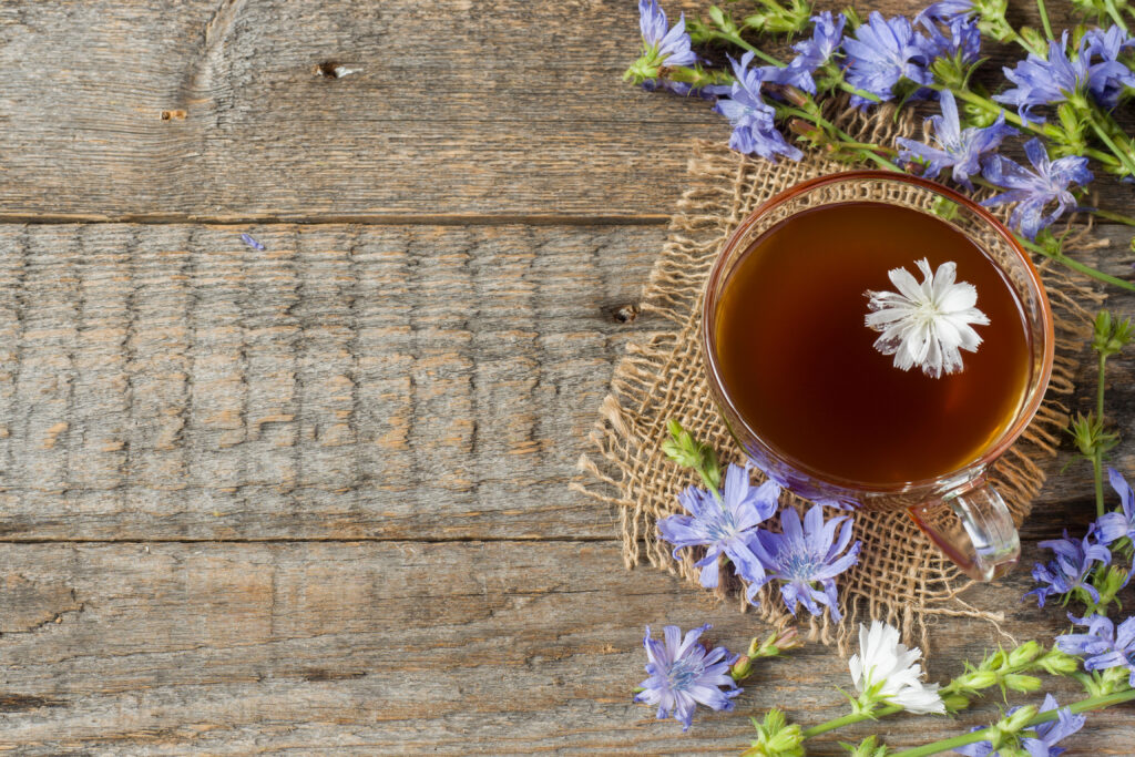 tisane chicorée sauvage plante