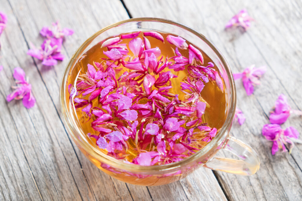 tisane épilobe tasse de thé fleurs