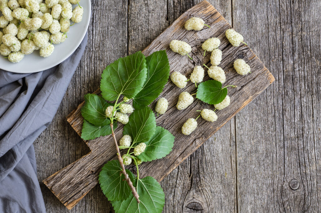 murier blanc tisane feuilles fruits