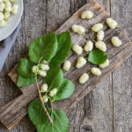 murier blanc tisane feuilles fruits