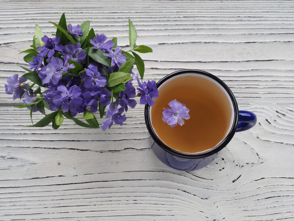 tisane petite pervenche tasse de thé fleurs