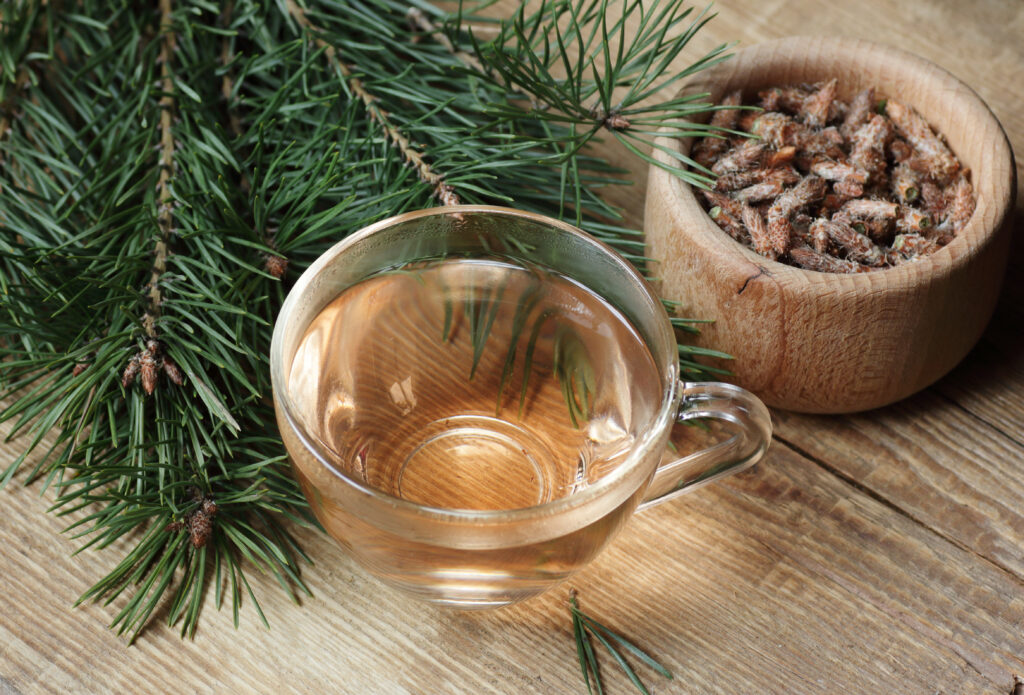 tisane de bourgeons de pin tasse de thé