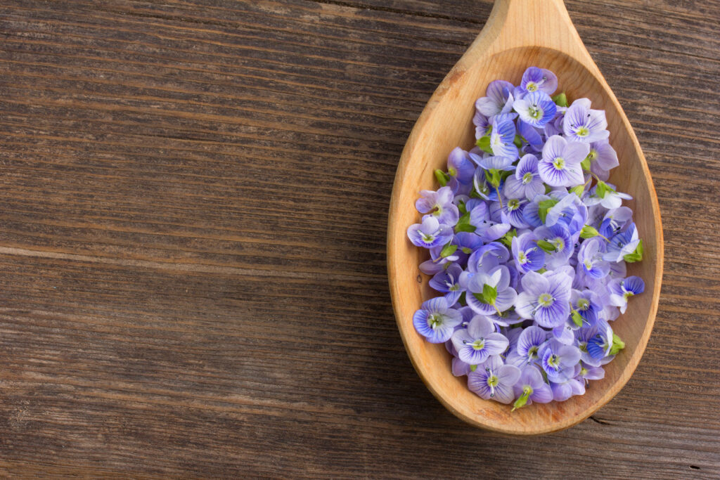 tisane véronique officinale fleurs