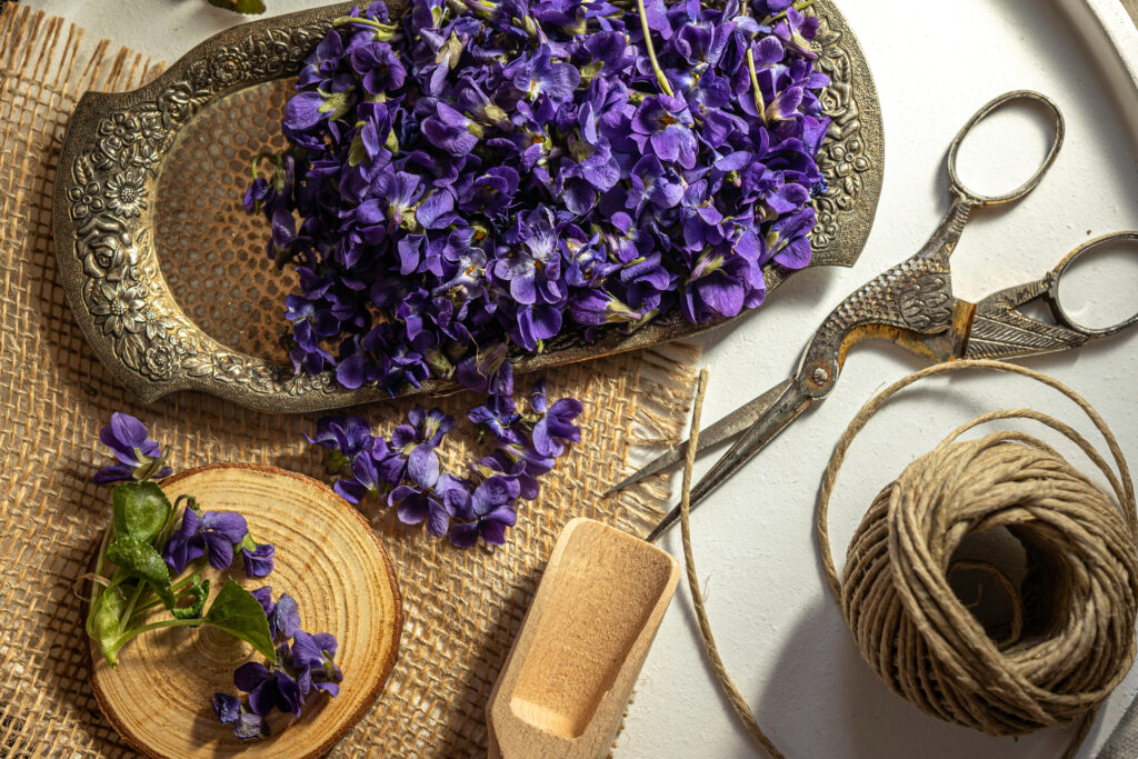 tisane violette fleurs séchées infusion