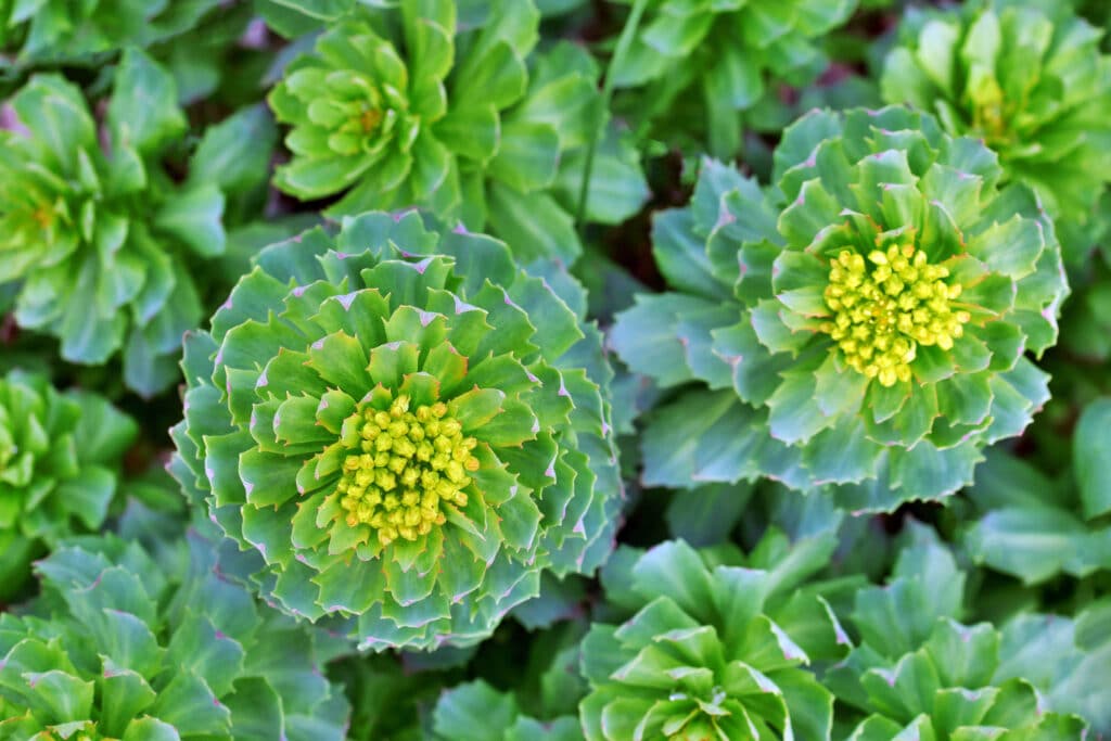 rhodiola