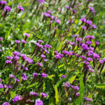 verveine officinale